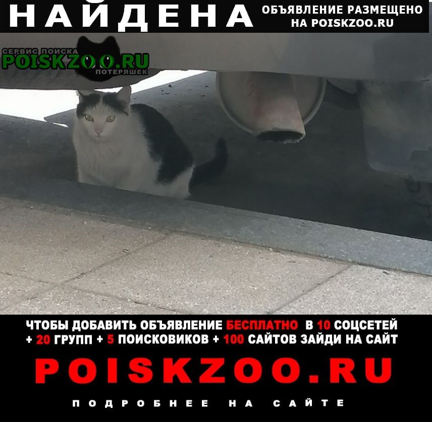 Москва Найдена кошка в северном тушино замечена кошка