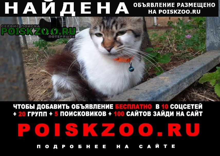 Найдена кошка Тбилиси