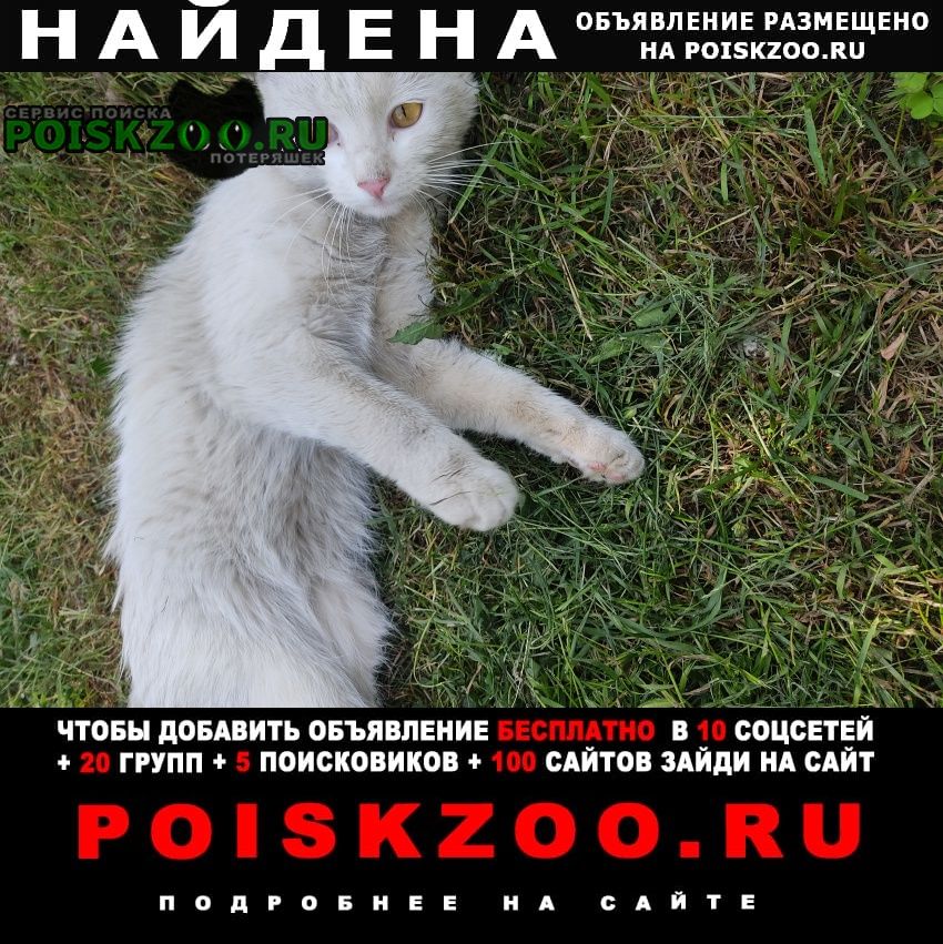 Найдена кошка белая молодая Дзержинск