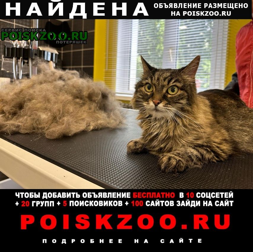 Найдена кошка нашли кошку себирская порода Чехов