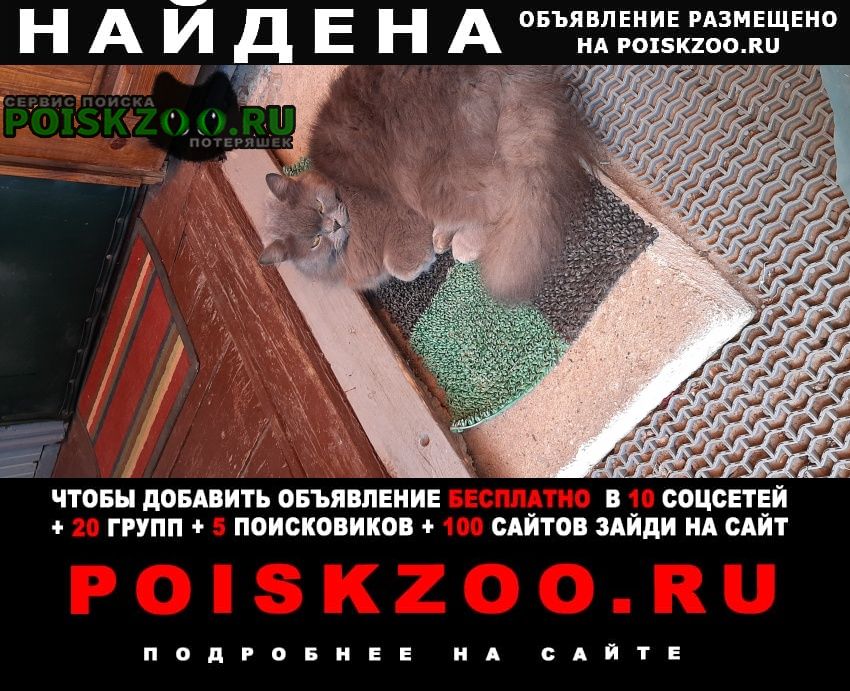 Полоцк Найдена кошка