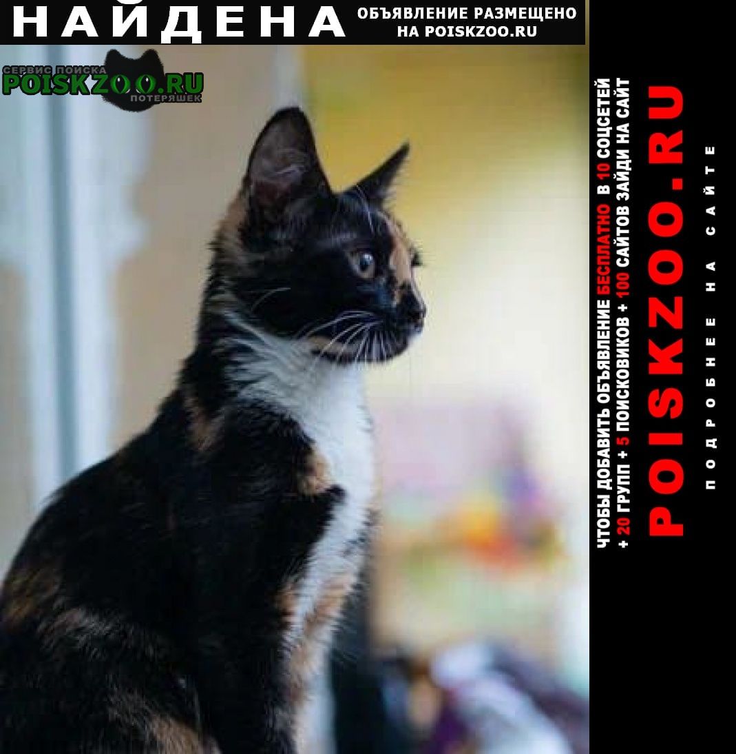 Москва Найдена кошка шанежка на счастье