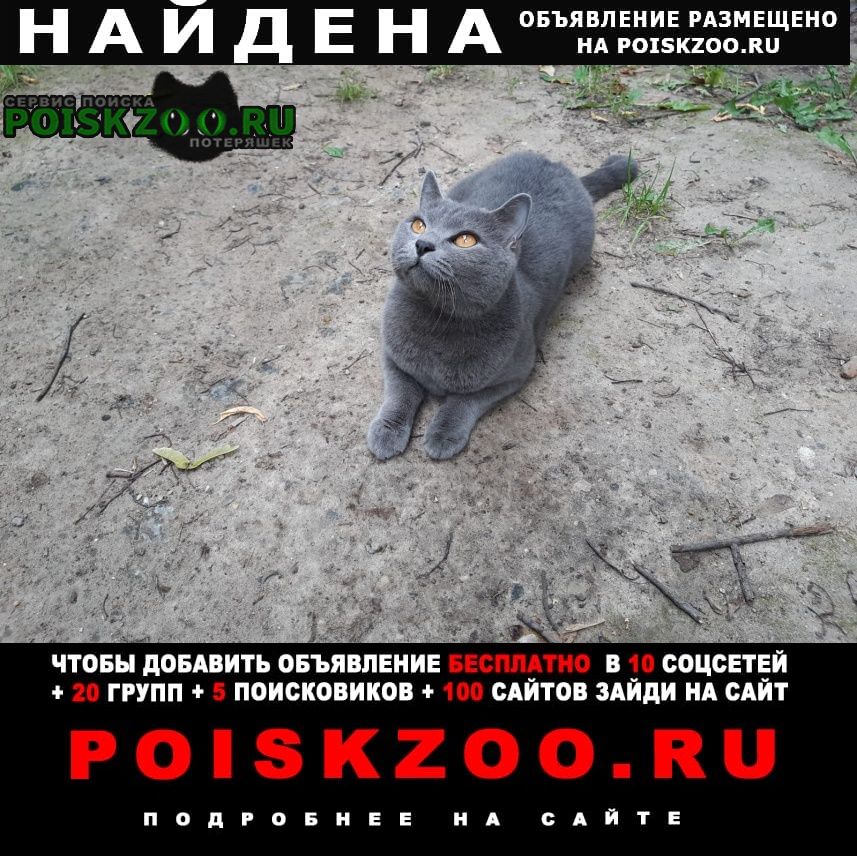 Пушкино Найдена кошка