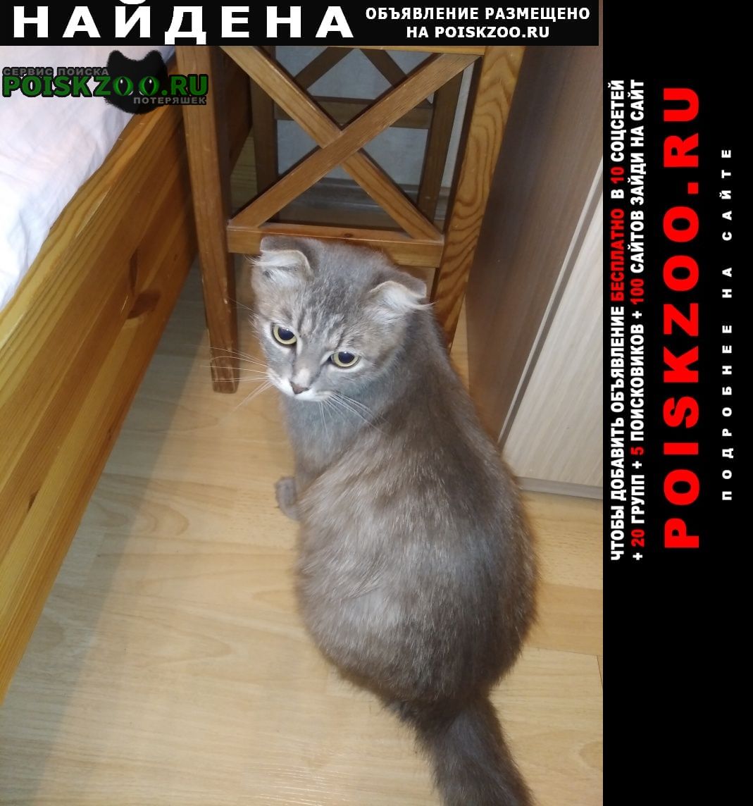 Найдена кошка скоттиш фолд на азовской улице Москва