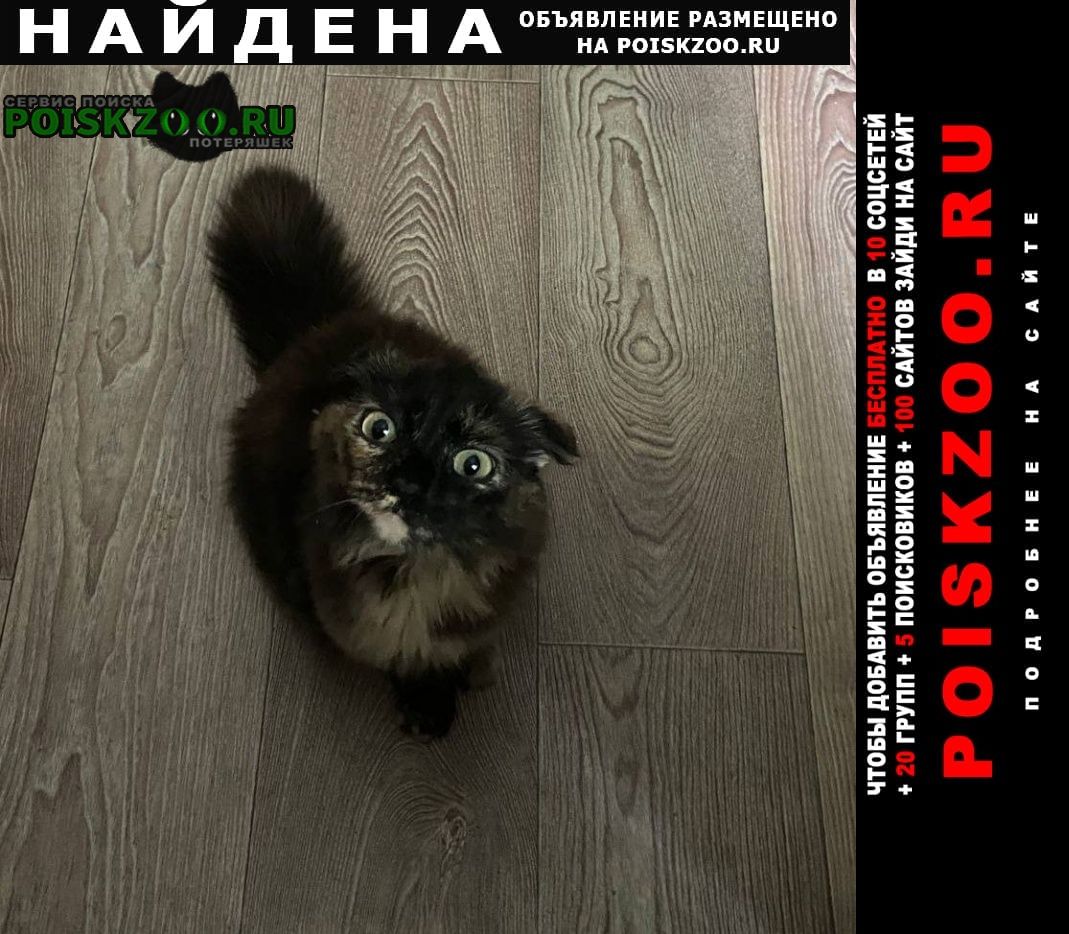 Челябинск Найдена кошка