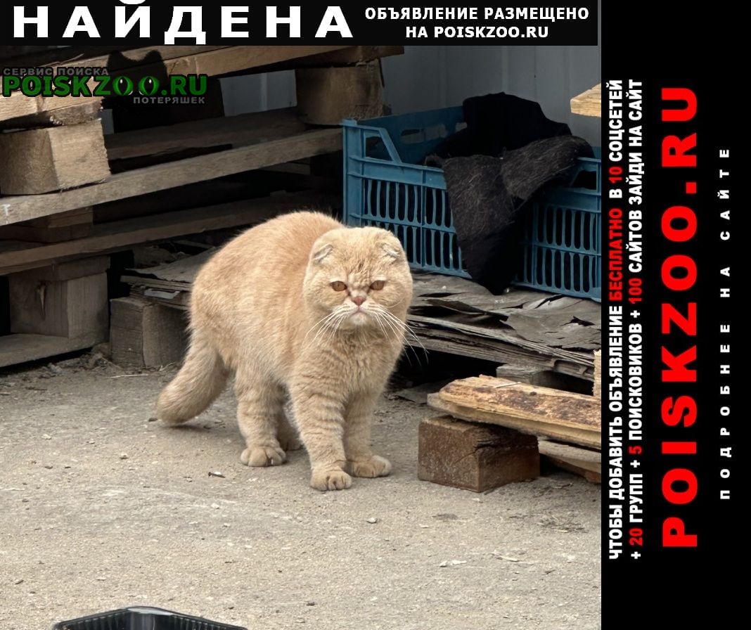 Найден кот вислоухий кот Москва