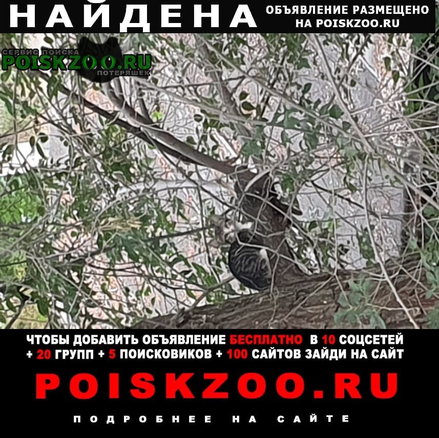 Найдена кошка котёнок сидит второй день на дереве Ульяновск