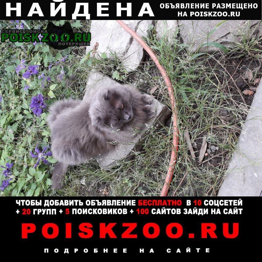Найдена кошка серая вислоухая ростов сжм Ростов-на-Дону
