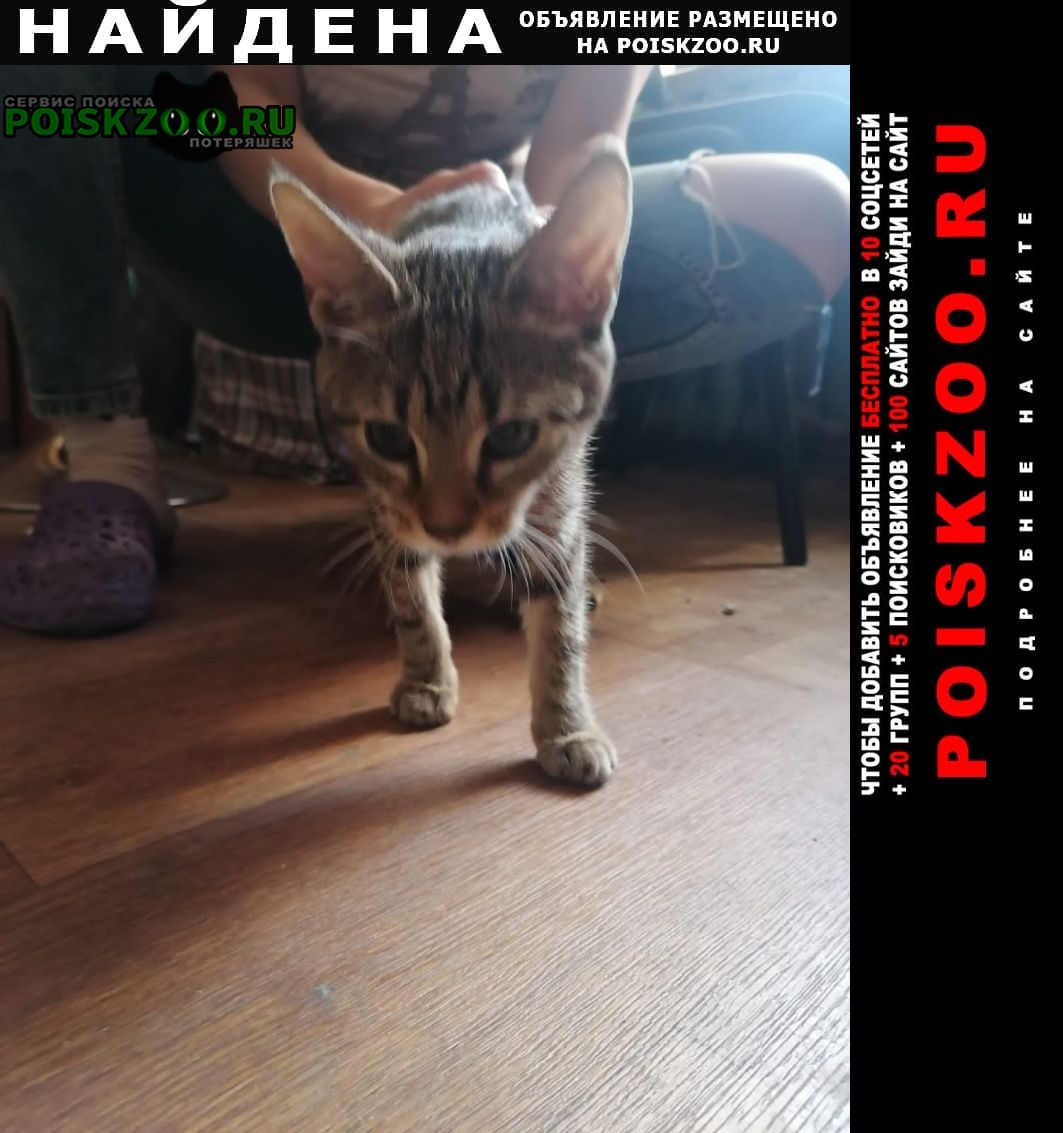 Найдена кошка домашняя кошка 3-5 месяцев Санкт-Петербург