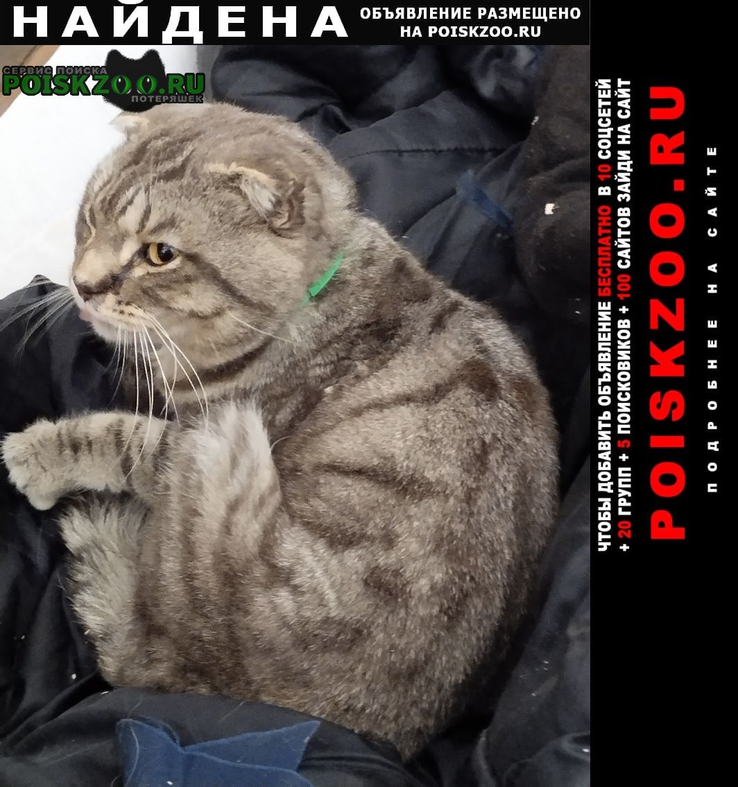 Найдена кошка на территорию заречного хладокомбина Нижний Новгород