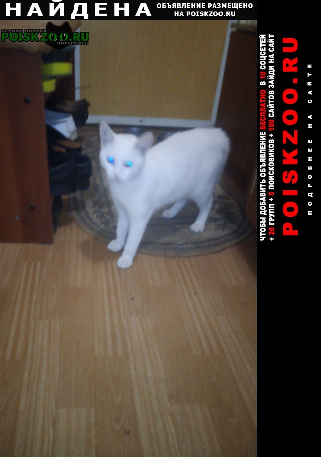 Димитровград Найдена кошка клемо на ухе д1167