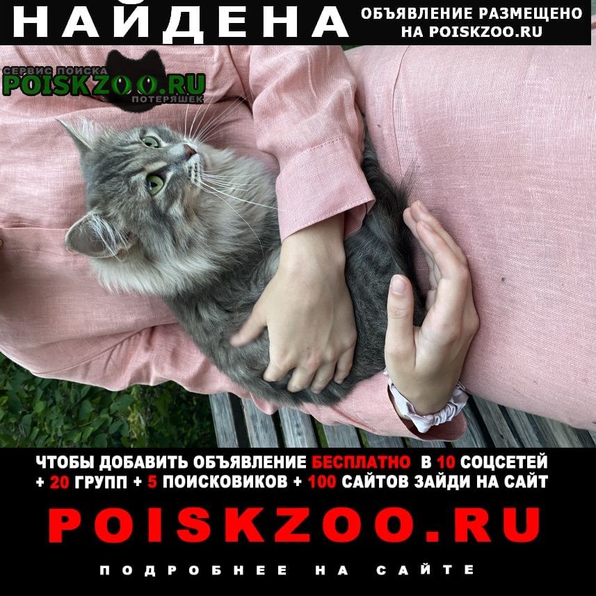 Найден кот, район измайлово Москва