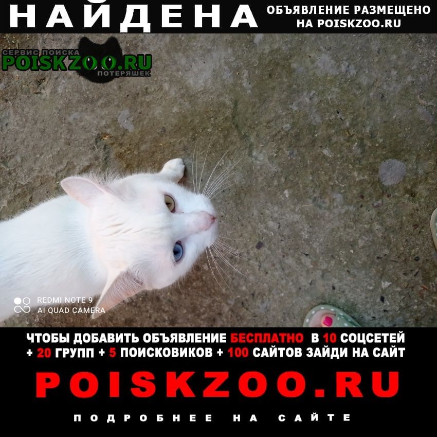 Найден кот Щелково