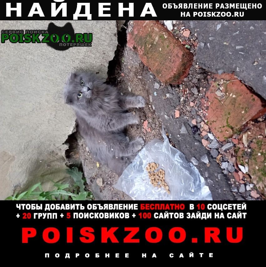 Найдена кошка Рузаевка