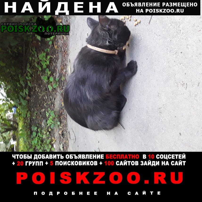 Найден кот черный кот в коричневом ошейнике на ул. Москва