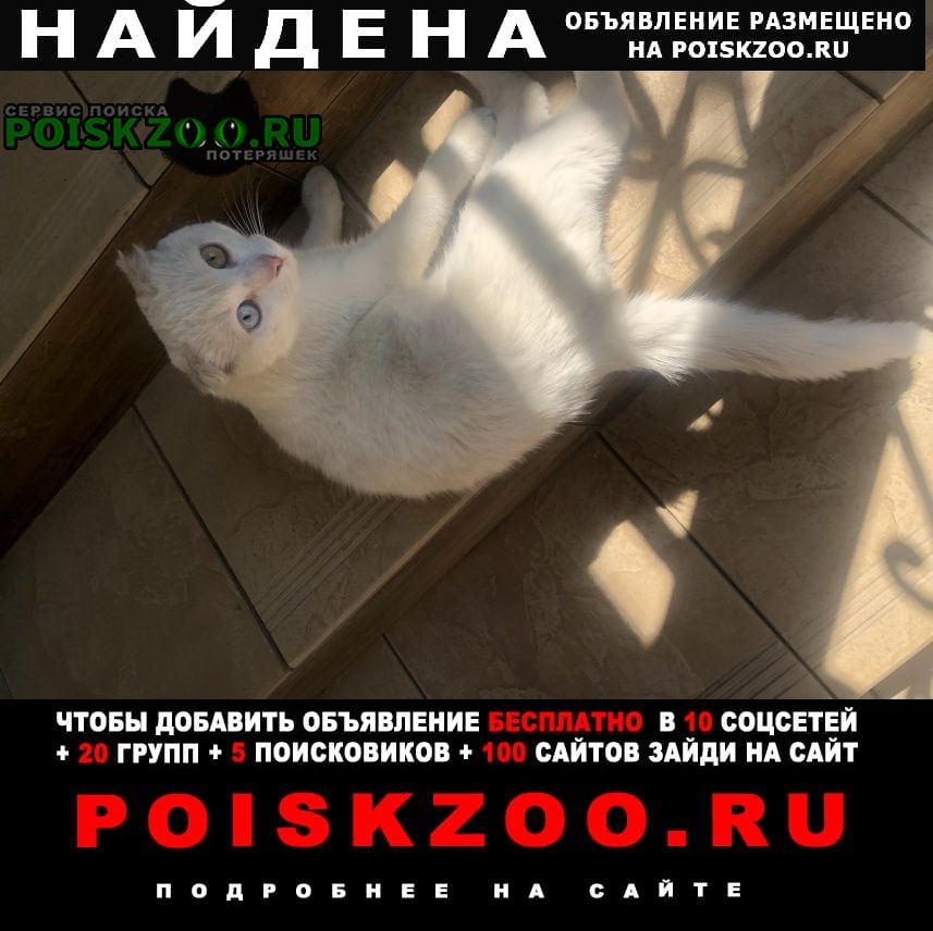 Найден кот белый британец Ростов-на-Дону