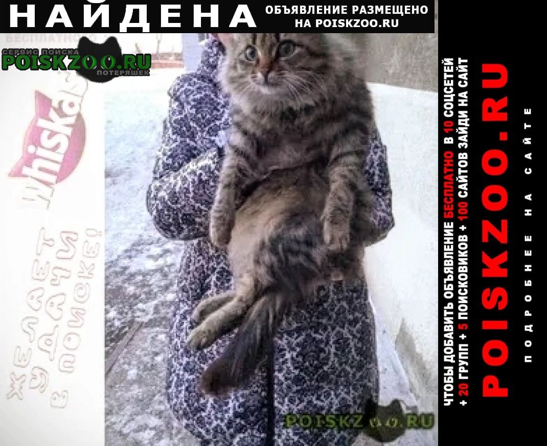 Найден кот сибирский породистый кот, Курган