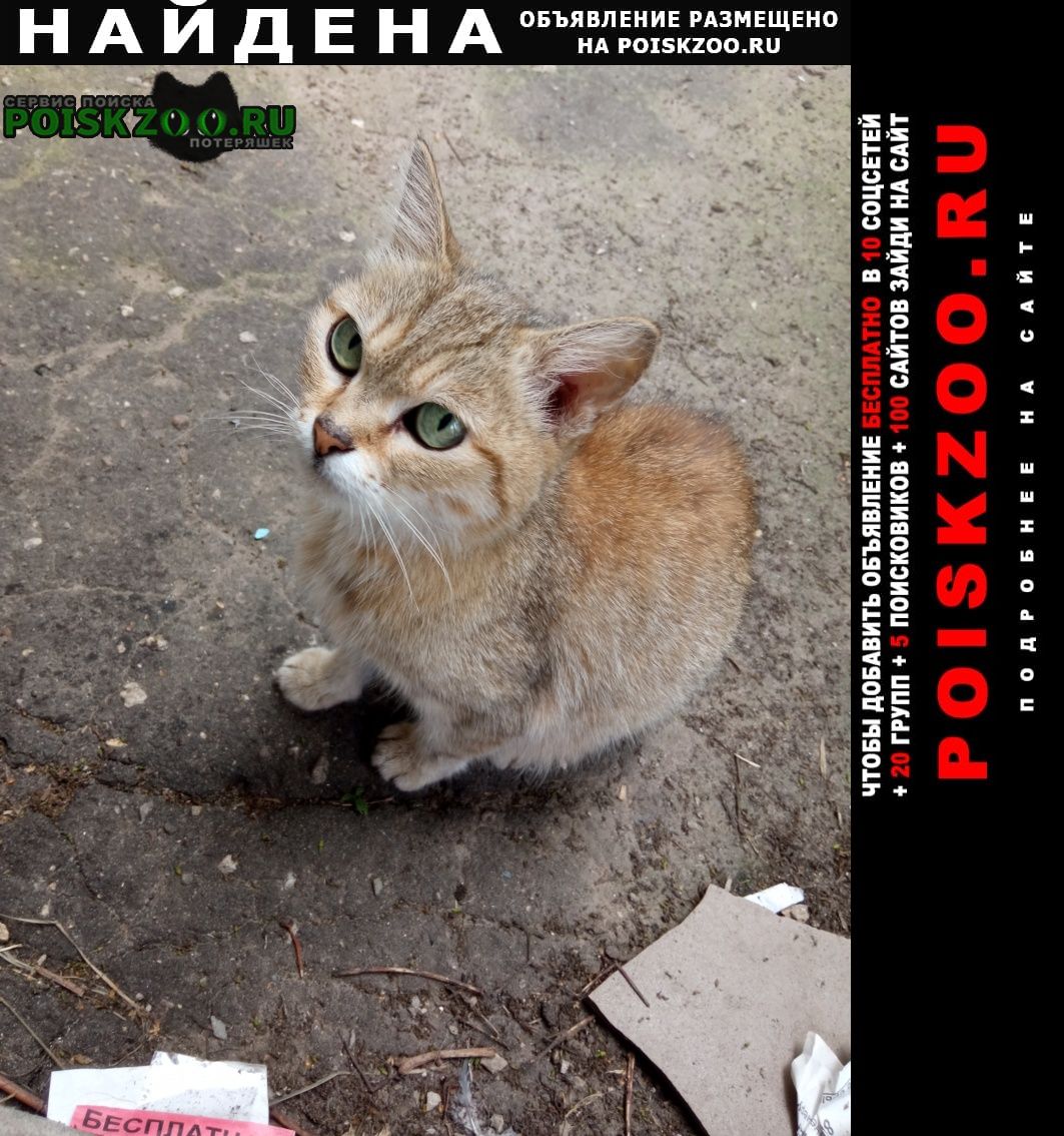 Найдена кошка ул. провиантская, д. 20 Нижний Новгород
