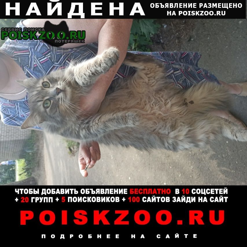 Найден кот Иваново