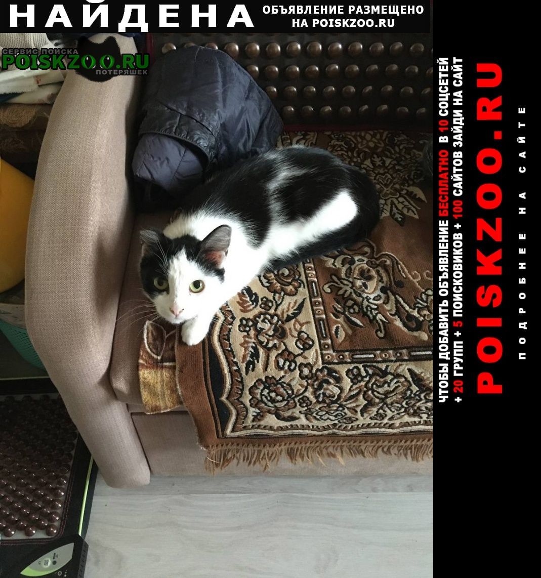 Ижевск Найдена кошка 14 июля была рядом с кгимс