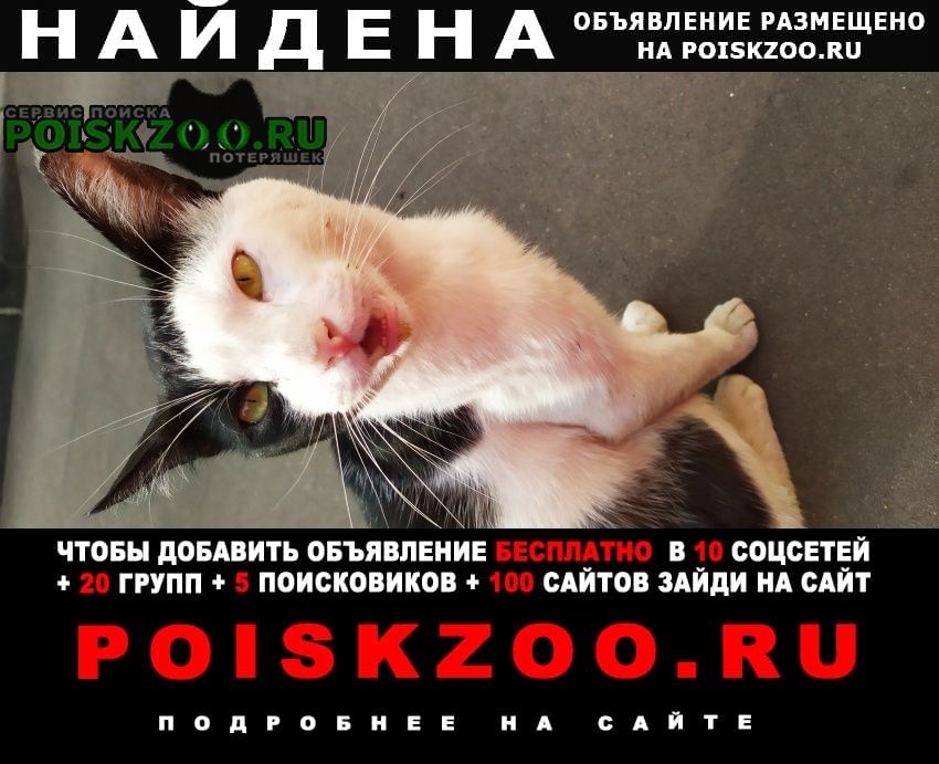 Найден кот ласковый котик черно-белый Москва