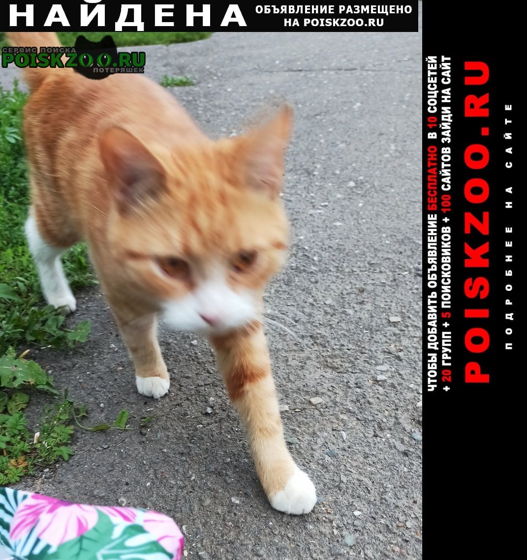 Найдена кошка Нововятск
