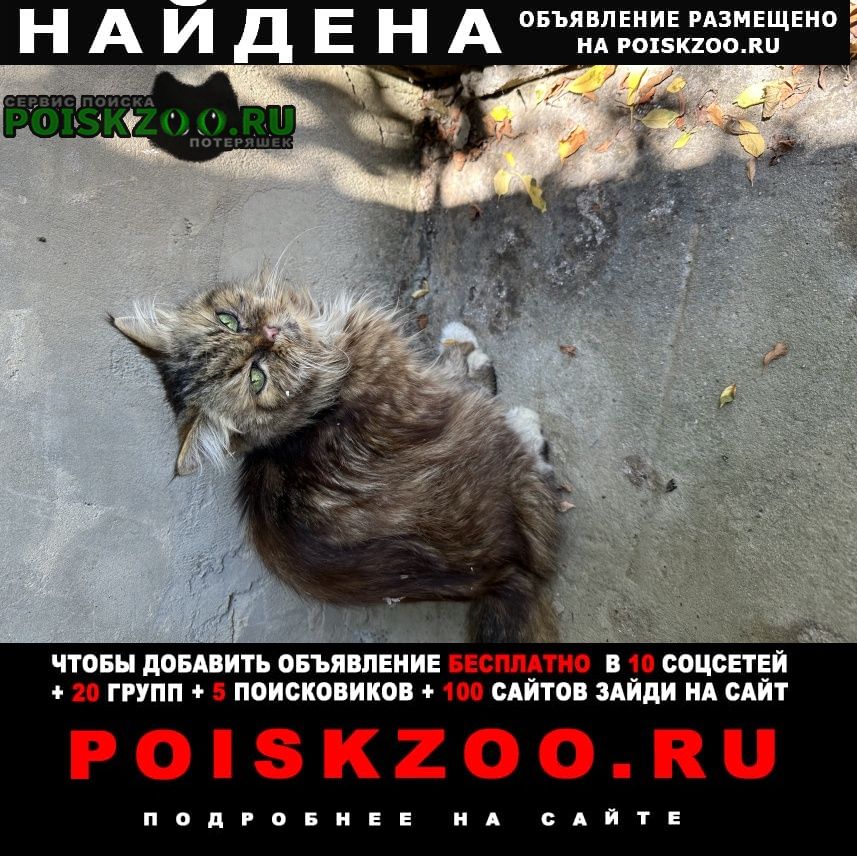 Севастополь Найдена кошка