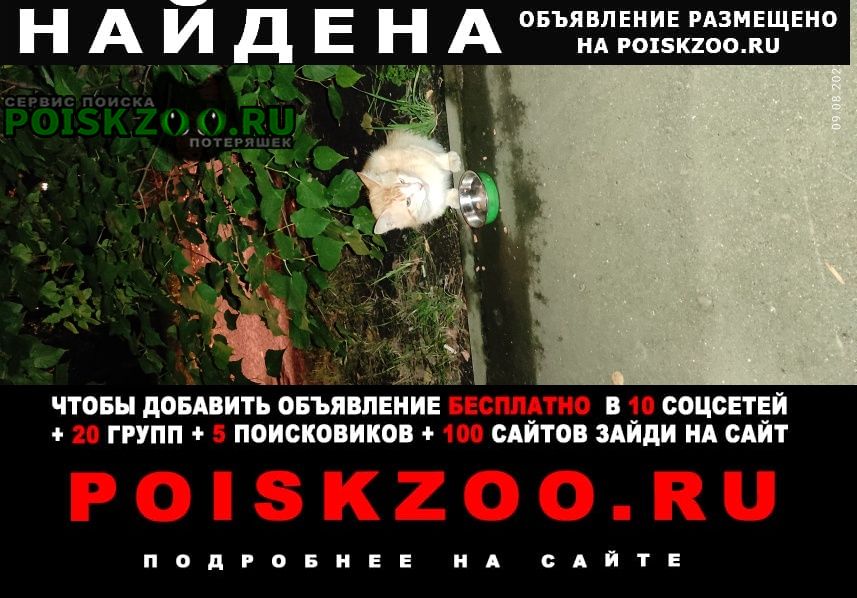 Найден кот рыжий кот Жуковский