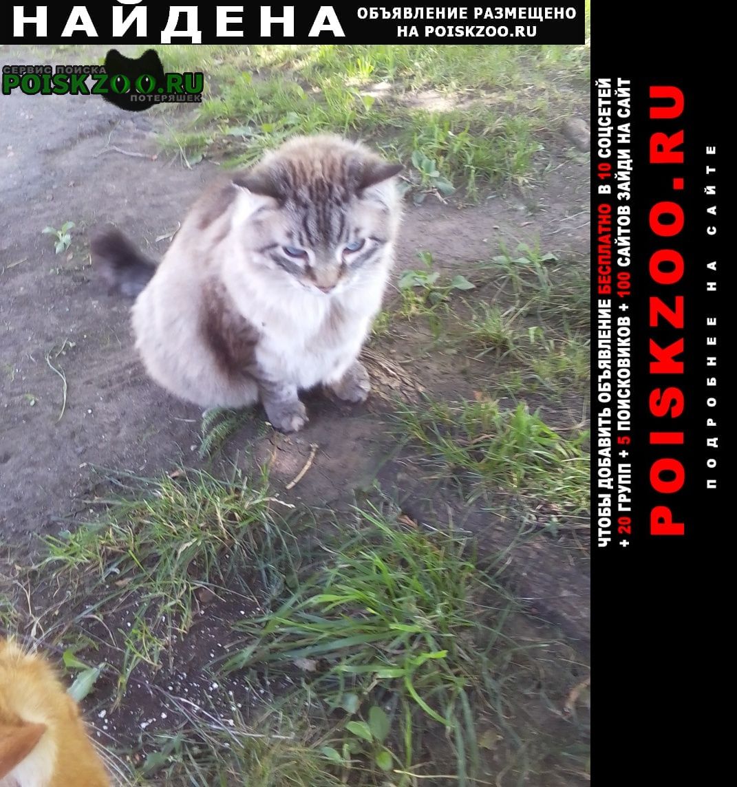 Найдена кошка Ижевск