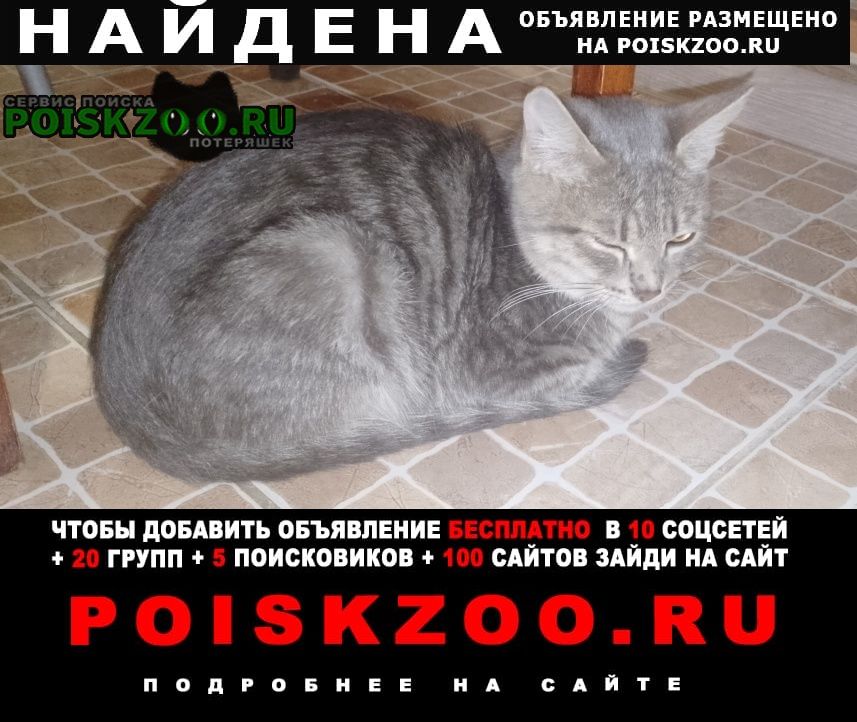 Найден кот Воронеж