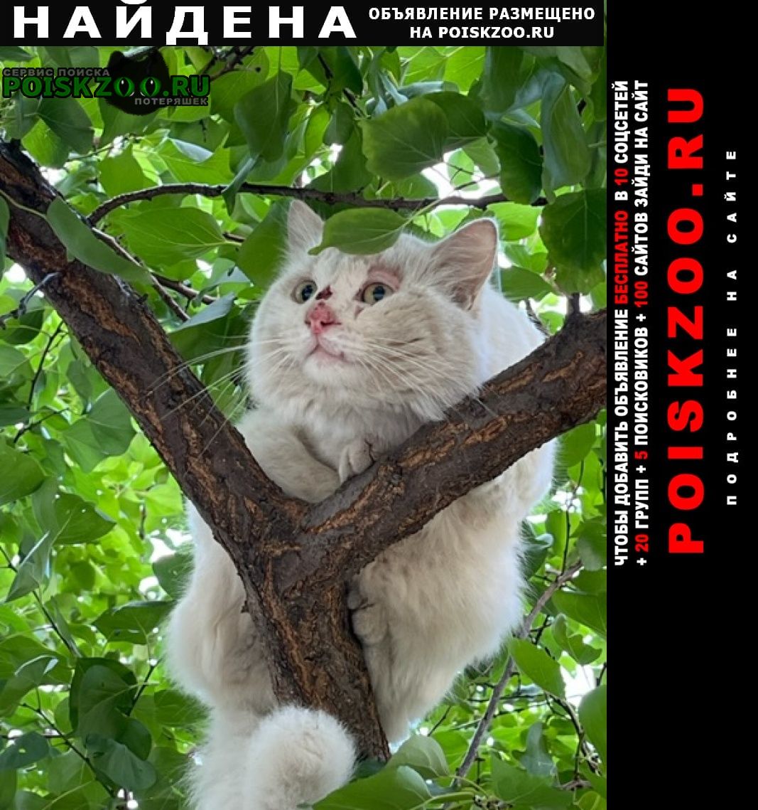 Найден кот волжская набережная 9 Нижний Новгород