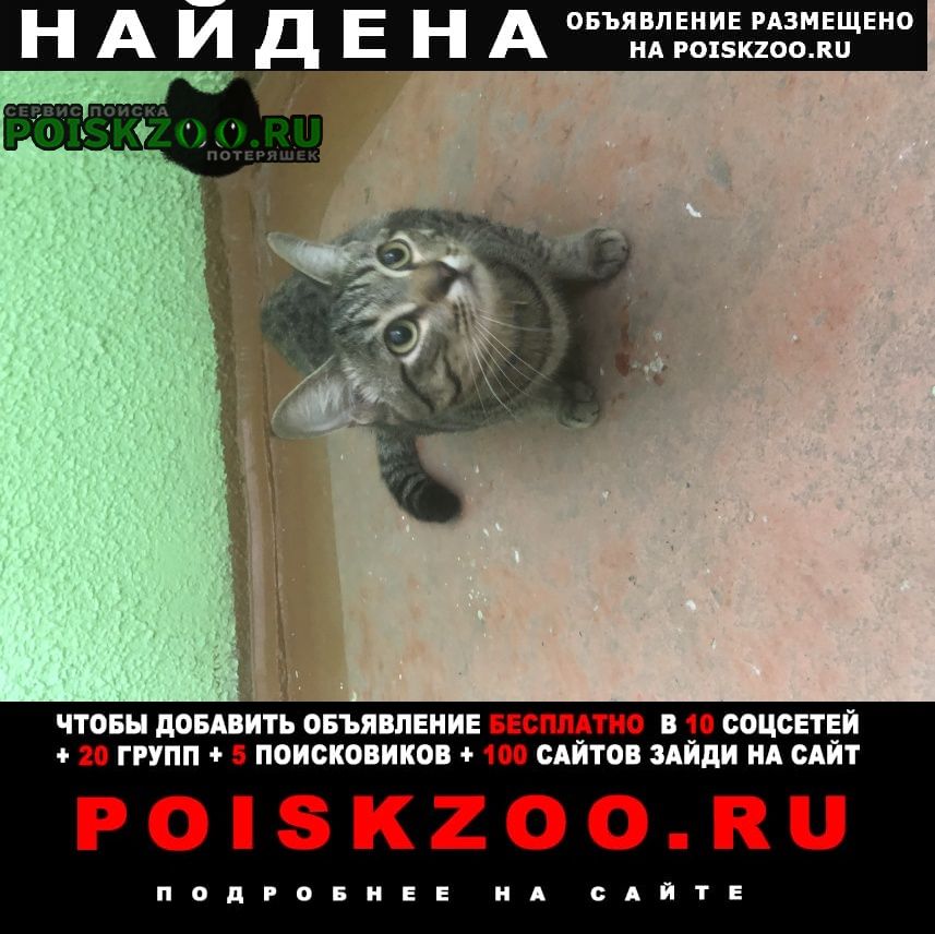 Найден кот Благовещенск (Амурская обл.)