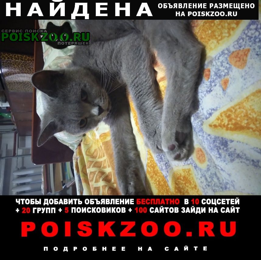 Найдена кошка Севастополь