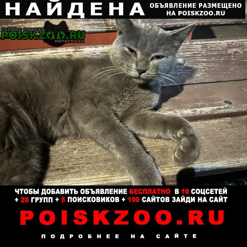 Найден кот породы русская голубая Тамбов