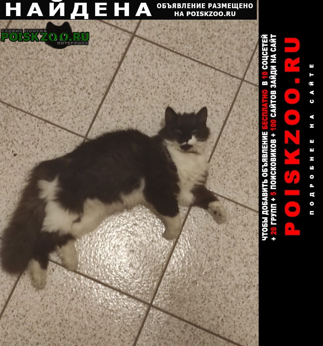 Найдена кошка метро красносельская Москва