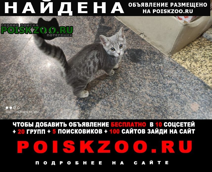 Найдена кошка котенок, около 3 месяцев Ростов-на-Дону