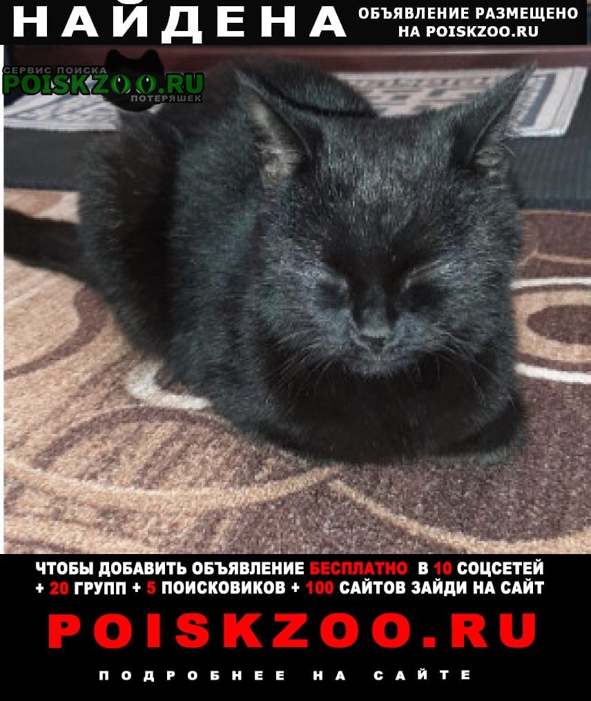 Реутов Найдена кошка черная, глаза янтарные