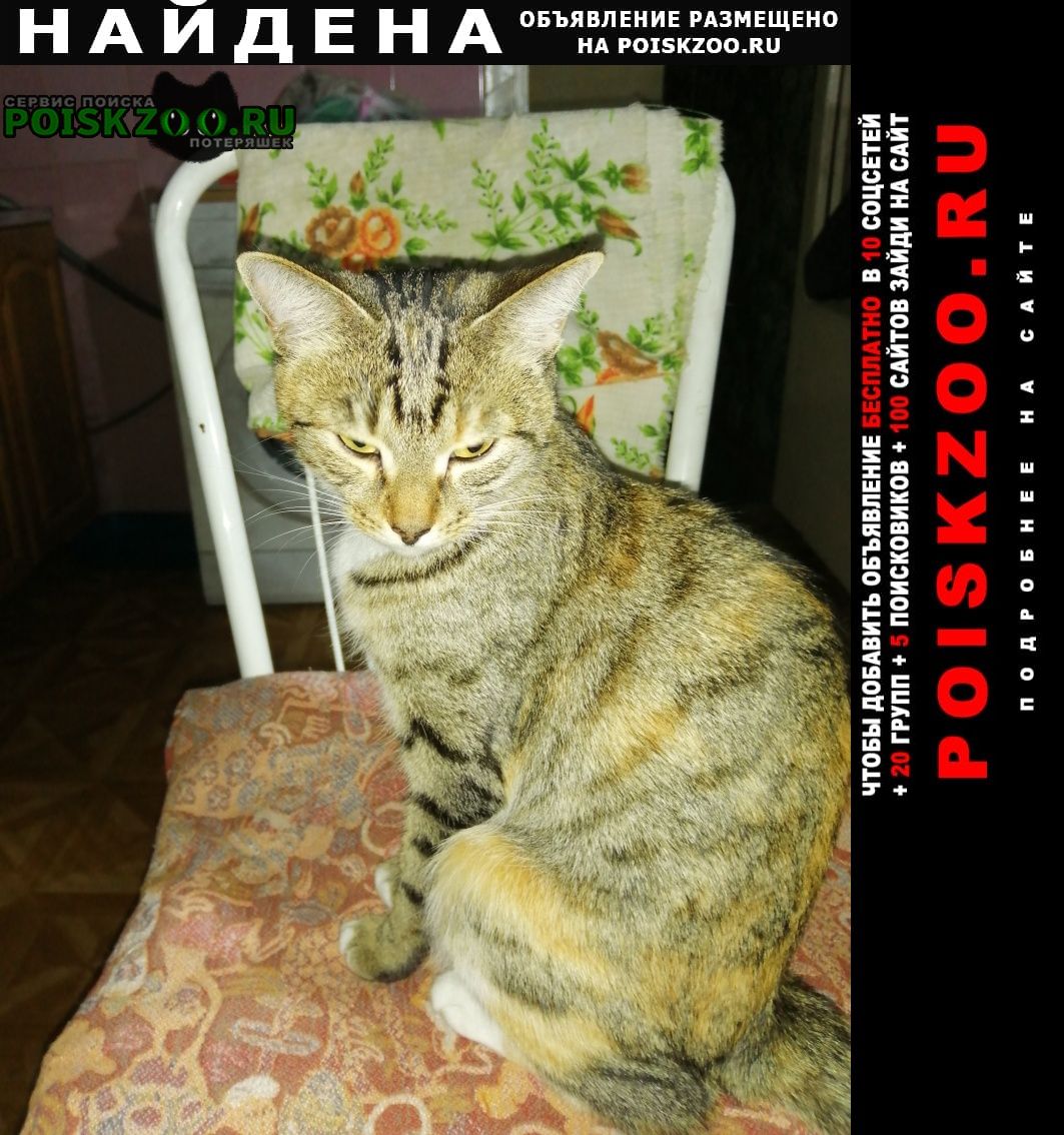 Найдена кошка 15 мая 2023 года Владивосток