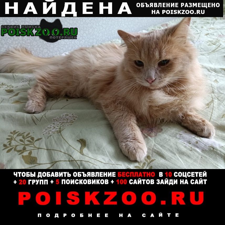 Найден котик кремового окраса Лотошино