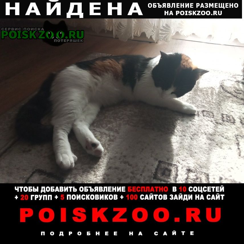 Найдена кошка пропала в 00:00 кличка мура Хабаровск
