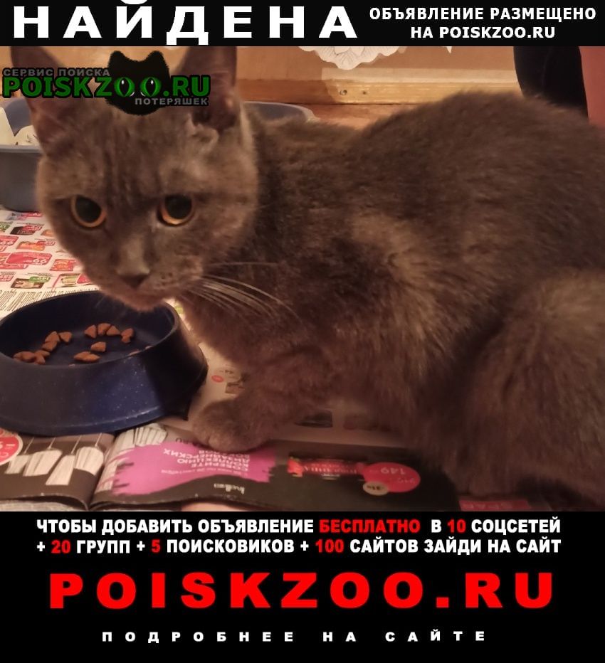 Казань Найдена кошка