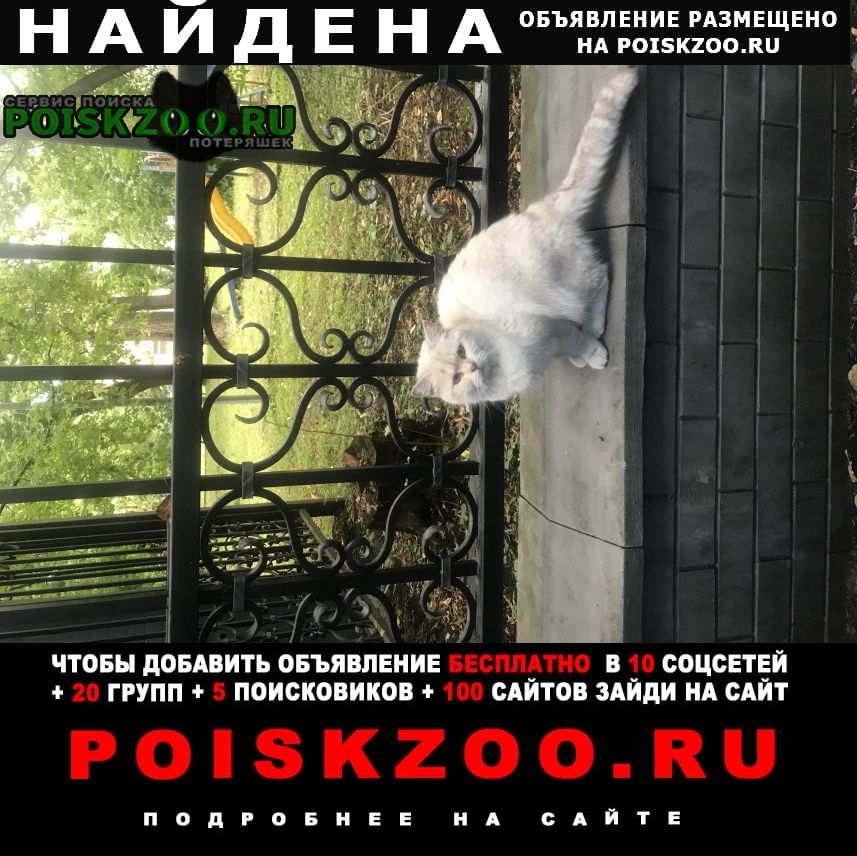 Найдена кошка кошечка очень ласковая домашняя Москва
