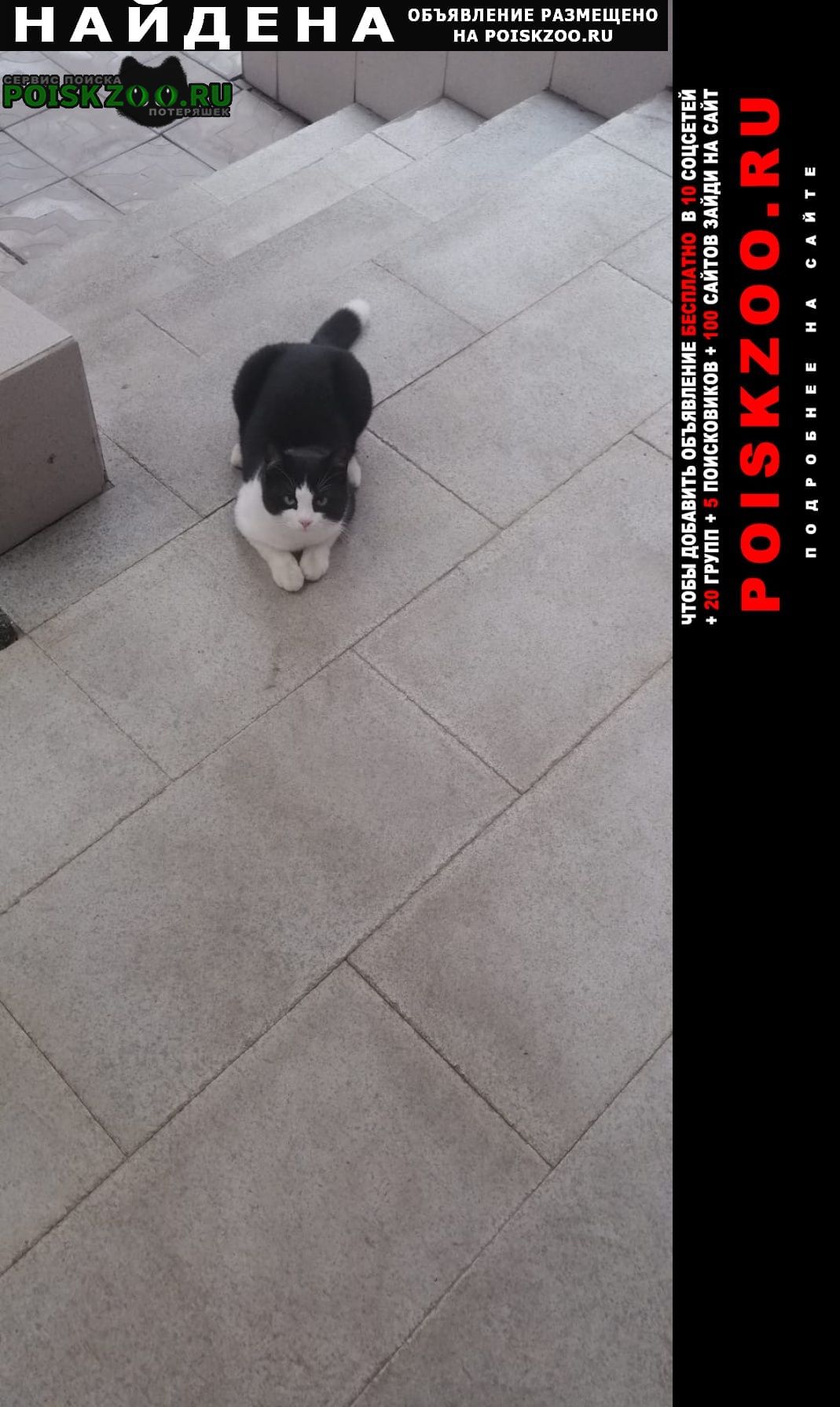 Москва Найден кот черно-белый
