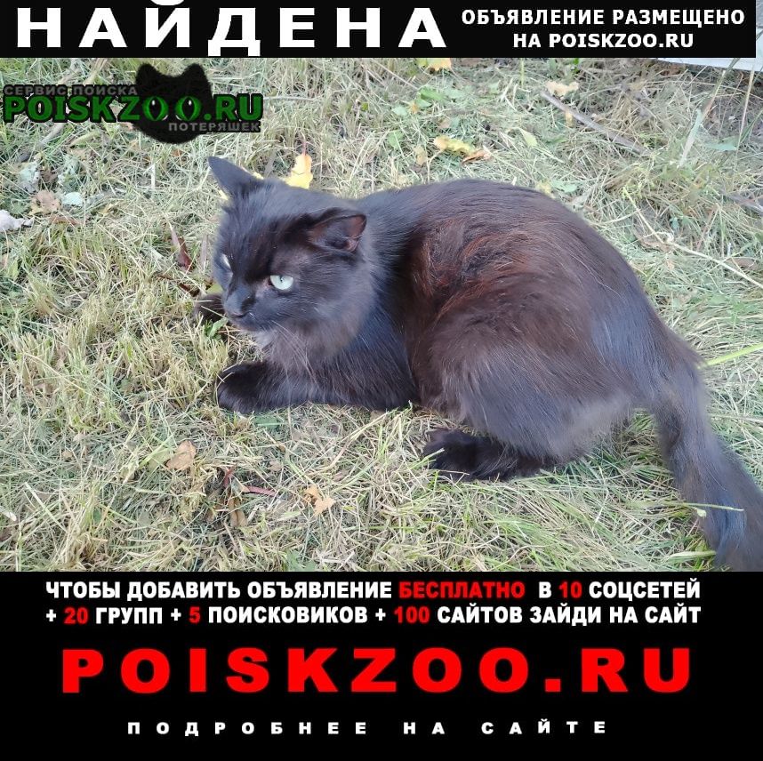 Березовский (Свердловская обл.) Найдена кошка беременна