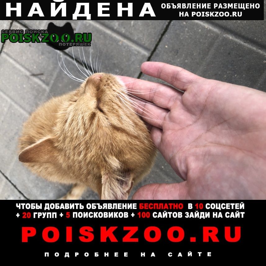 Найдена кошка молодая кошечка рыжая Москва
