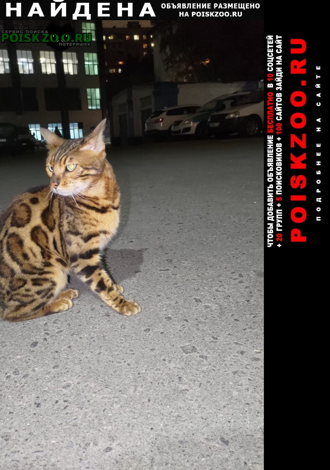 Найдена кошка бенгальский кот Черкизово