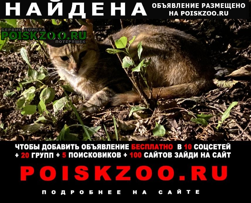 Найдена кошка возраст 6-7мес. м. черная речка Санкт-Петербург