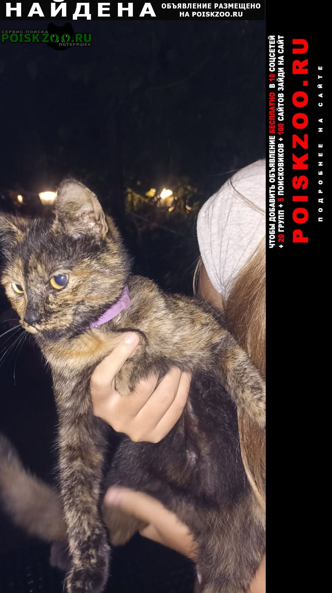 Найдена кошка на игнатьевской Звенигород