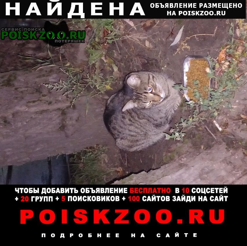 Найдена кошка савеловский район Москва