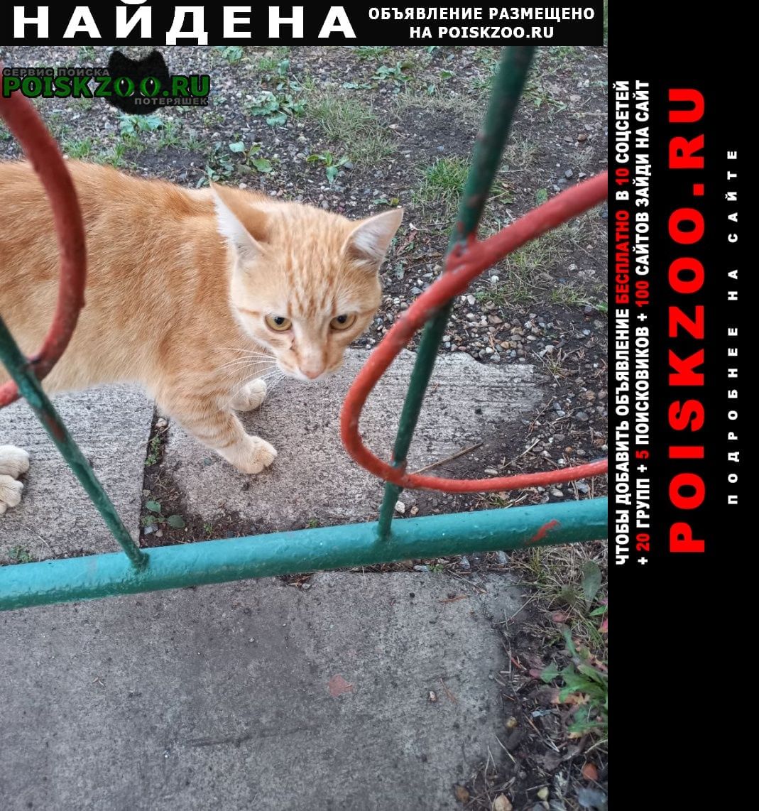 Найден кот рыжий молодой красавец Уфа